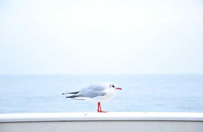 双色球玩法详解